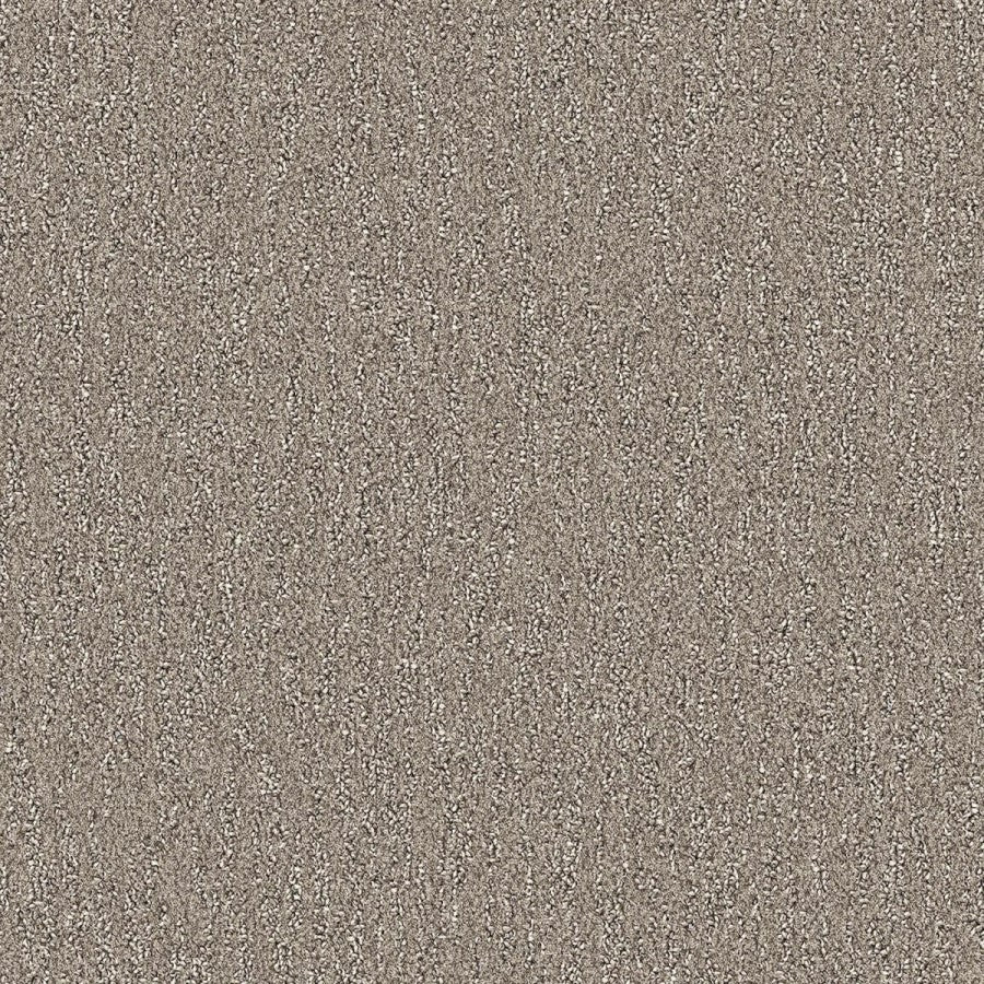 Bellaria - Chaton brun / Brown kitten