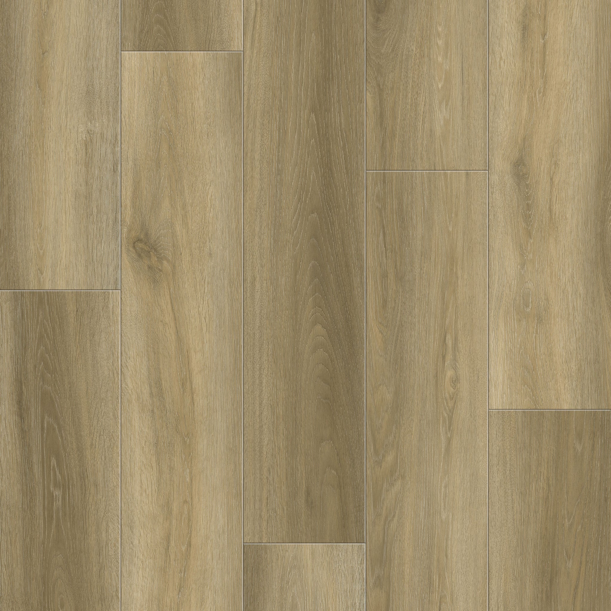 Bevo XL - Blé / Wheat