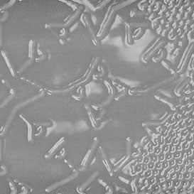 Clair de lune / Moonlight