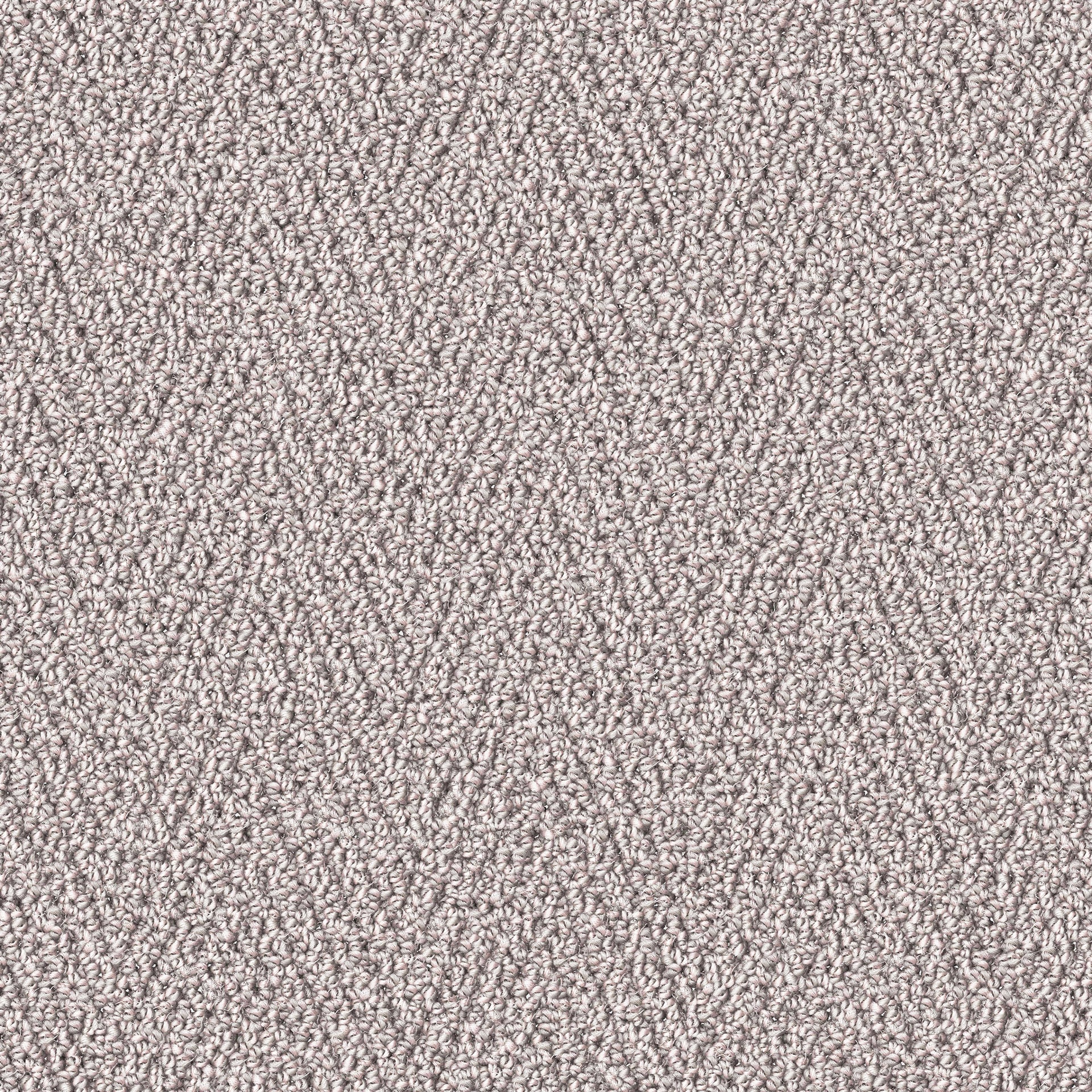 Brasov - Papillon de nuit / Night Moth